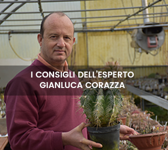 Banner-home-i-consigli-dell-esperto 335x300-1.jpg